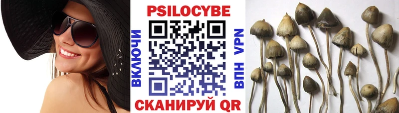 Псилоцибиновые грибы прущие грибы  Кингисепп 